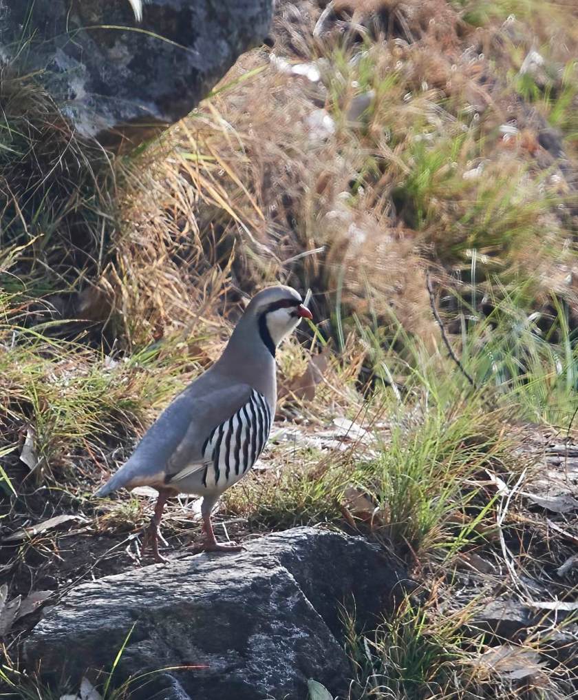 YOG_4159-DeNoiseAI-standard