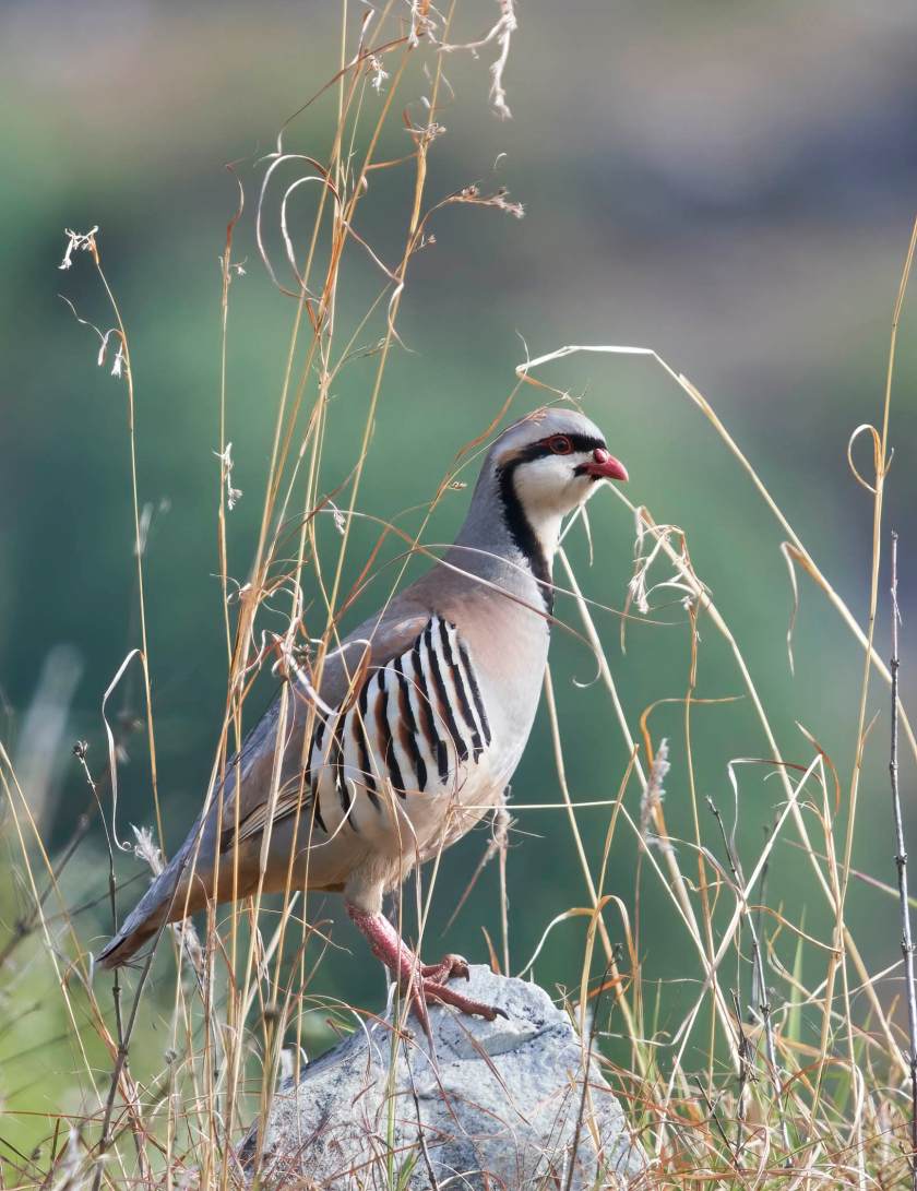 YOG_4170-DeNoiseAI-standard