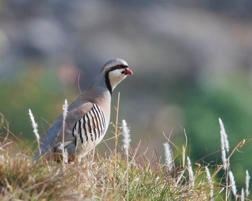 YOG_4182-DeNoiseAI-standard