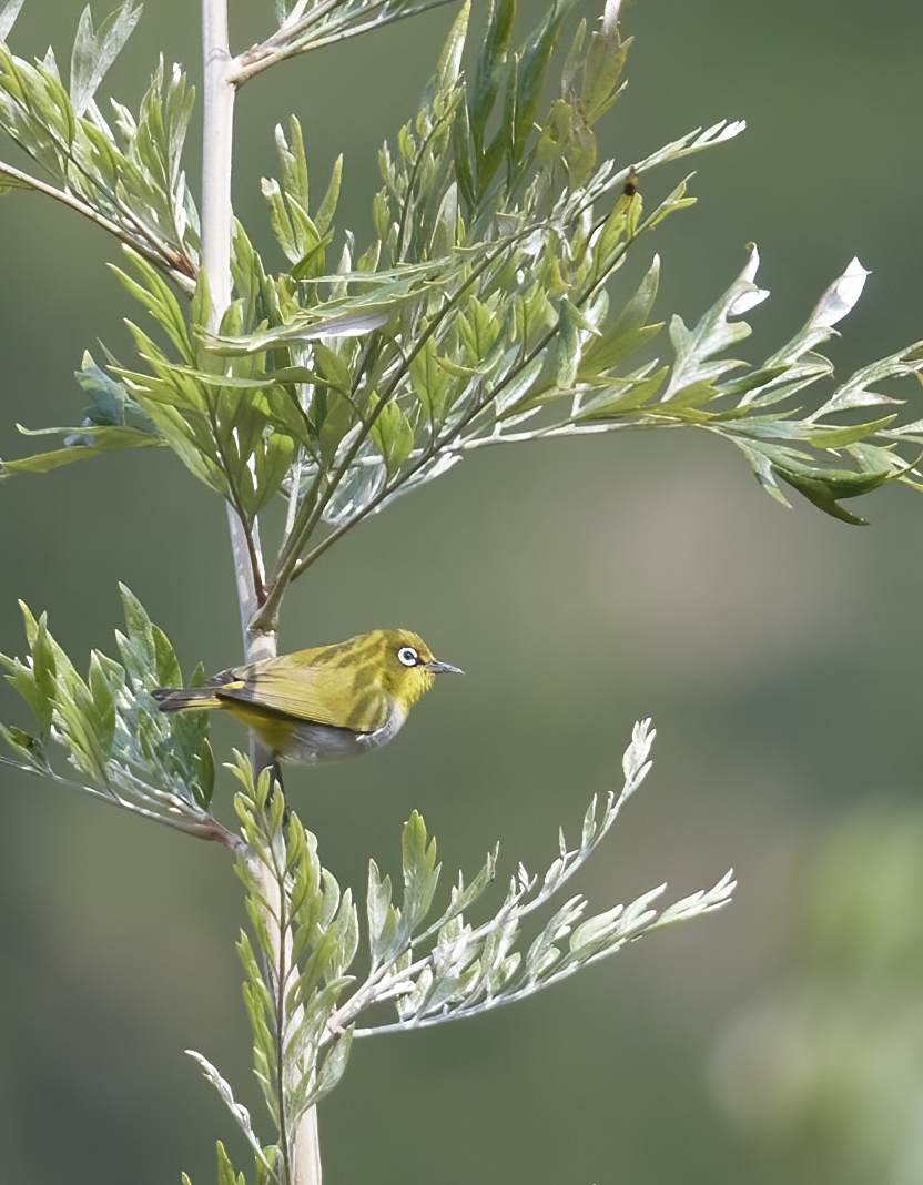 YOG_4210-DeNoiseAI-standard