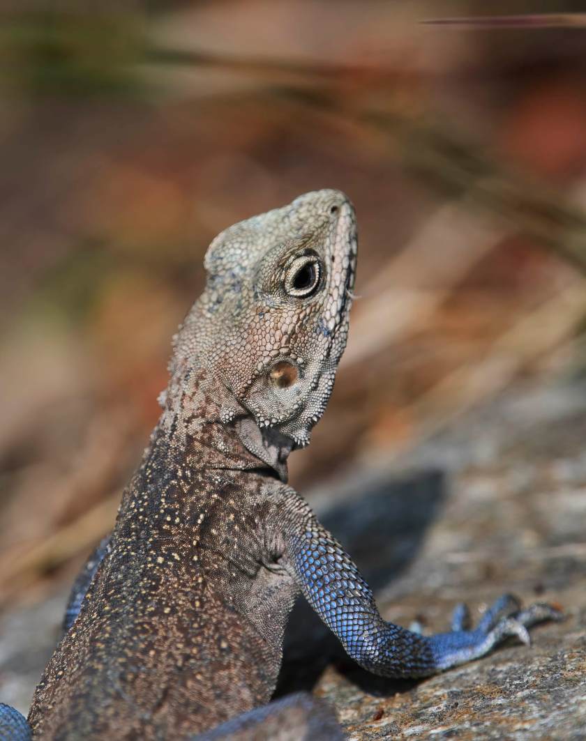 YOG_4223-DeNoiseAI-standard