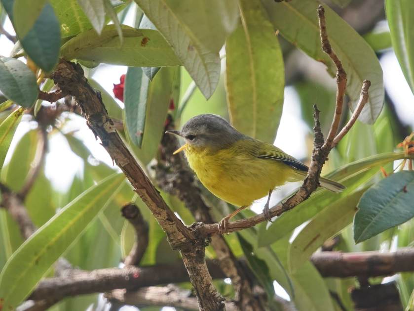 YOG_4239-DeNoiseAI-standard