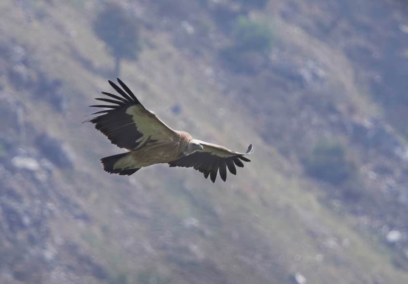 YOG_4282-DeNoiseAI-standard