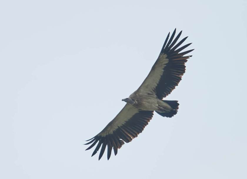 YOG_4295-DeNoiseAI-standard