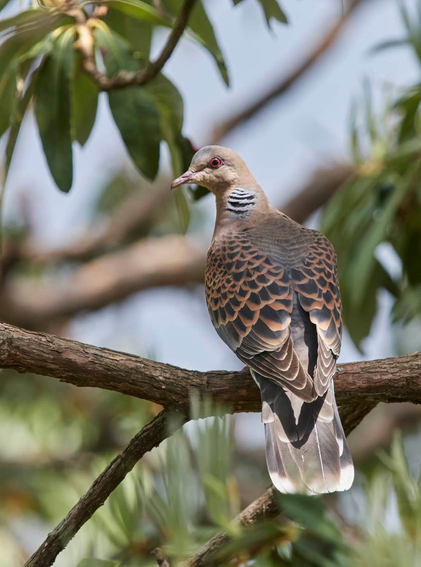 YOG_4338-DeNoiseAI-standard