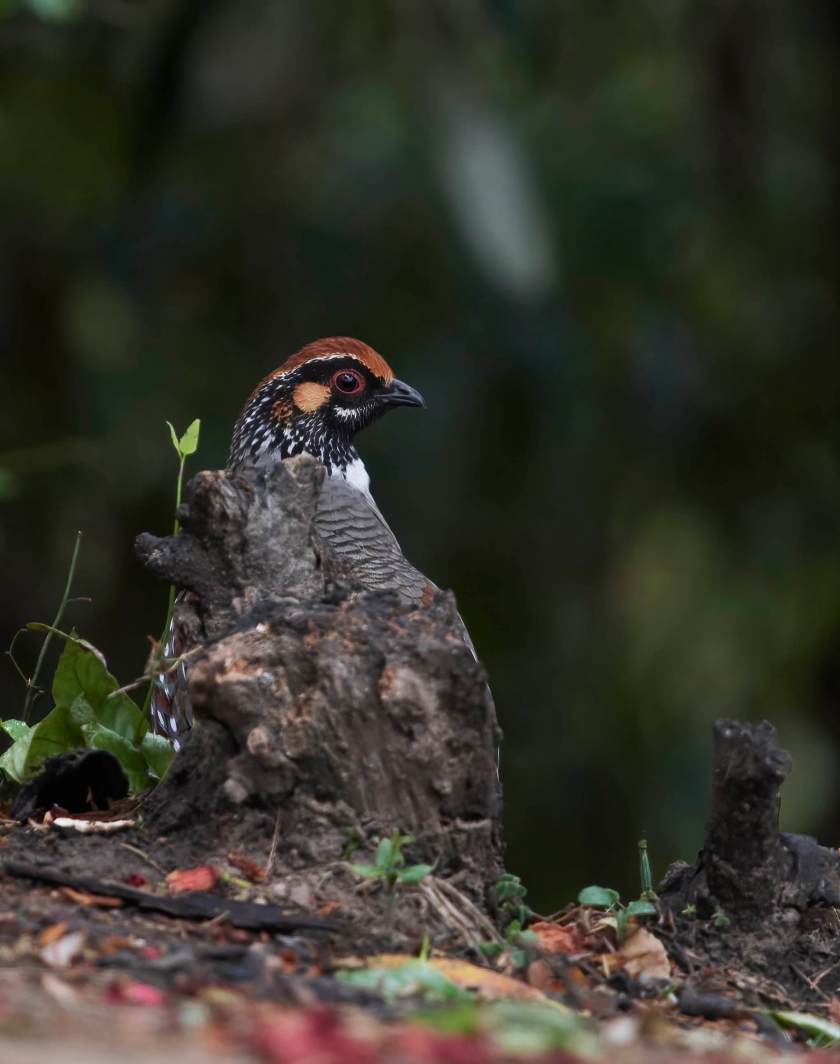 YOG_4382-DeNoiseAI-standard