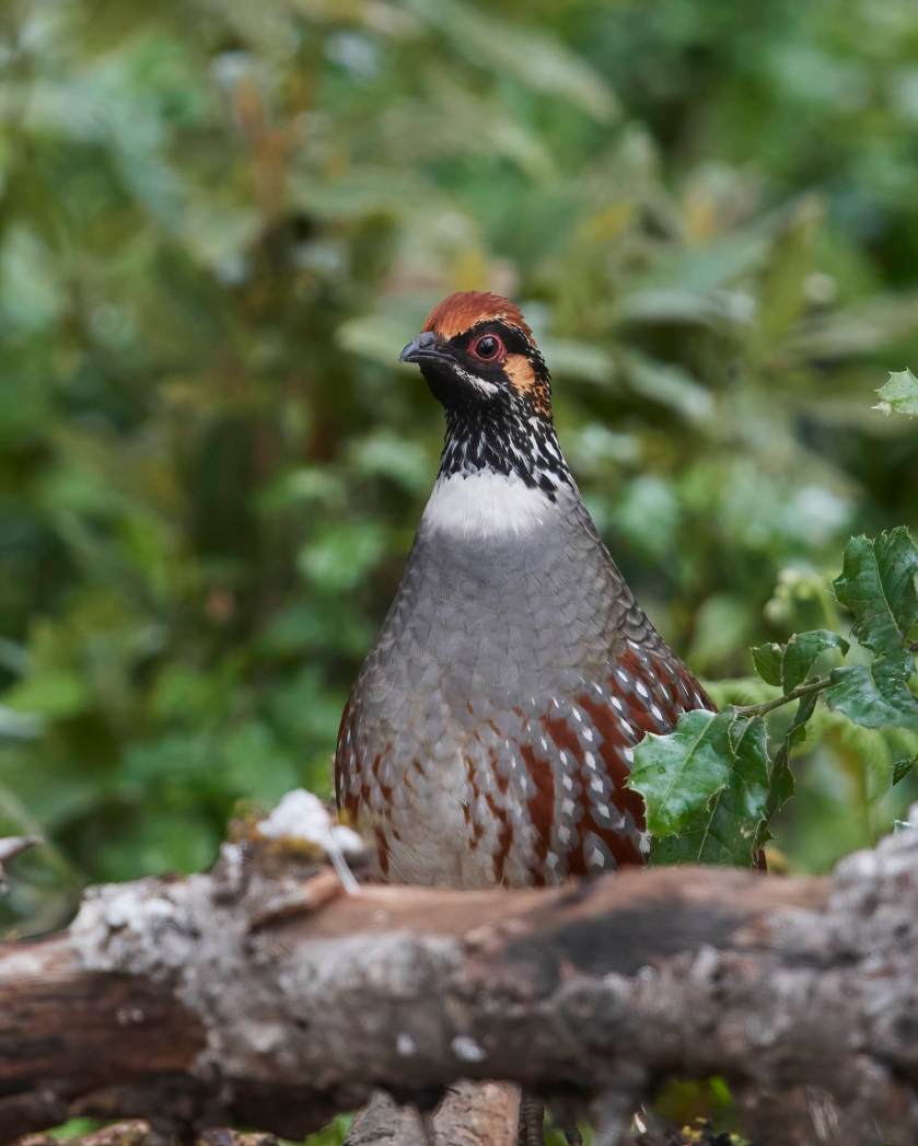 YOG_4396-DeNoiseAI-standard