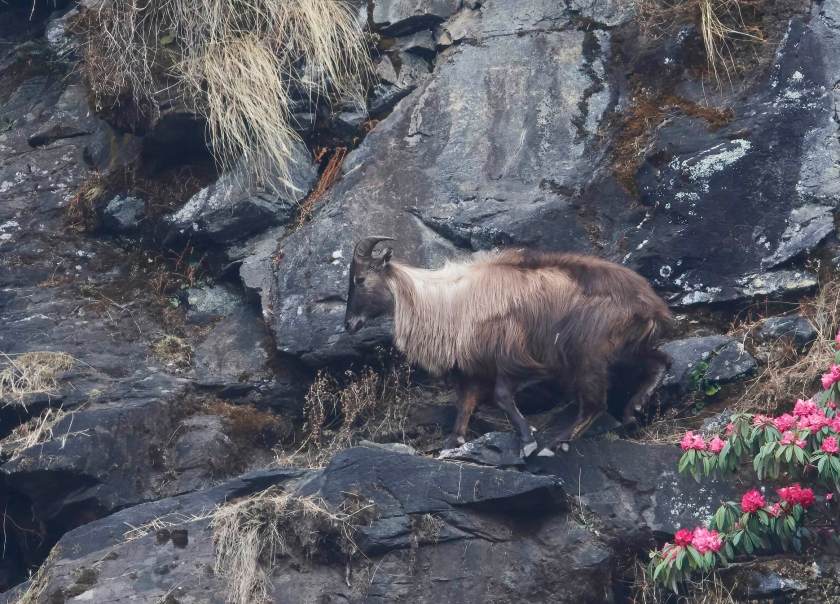 YOG_3348-DeNoiseAI-standard