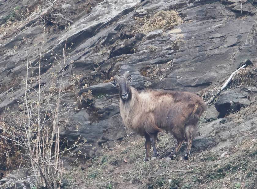 YOG_3368-DeNoiseAI-standard