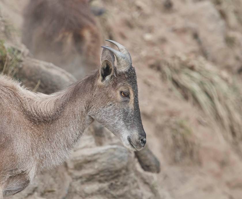 YOG_3376-DeNoiseAI-standard