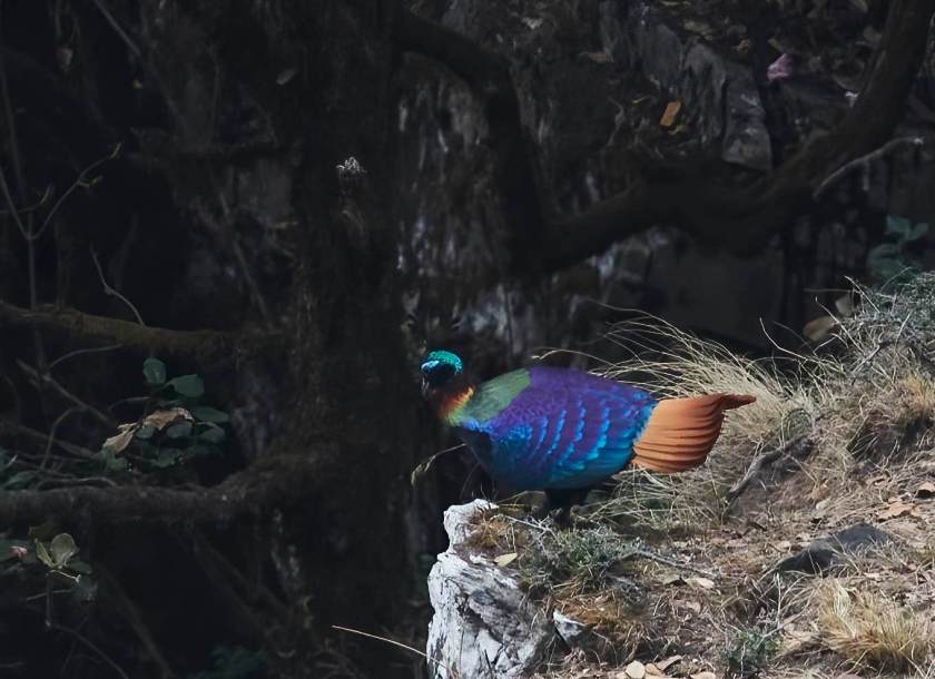 YOG_3444-DeNoiseAI-standard