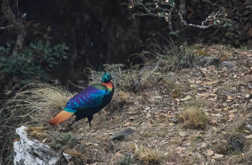 YOG_3467-DeNoiseAI-standard