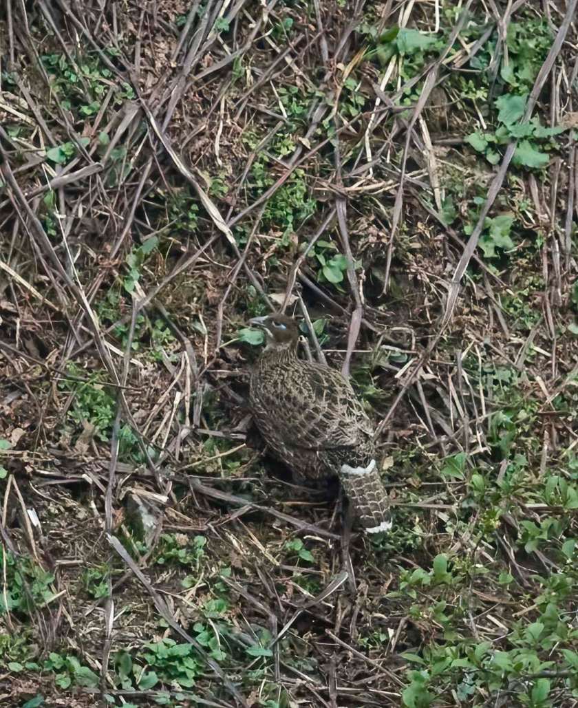 YOG_3484-DeNoiseAI-standard