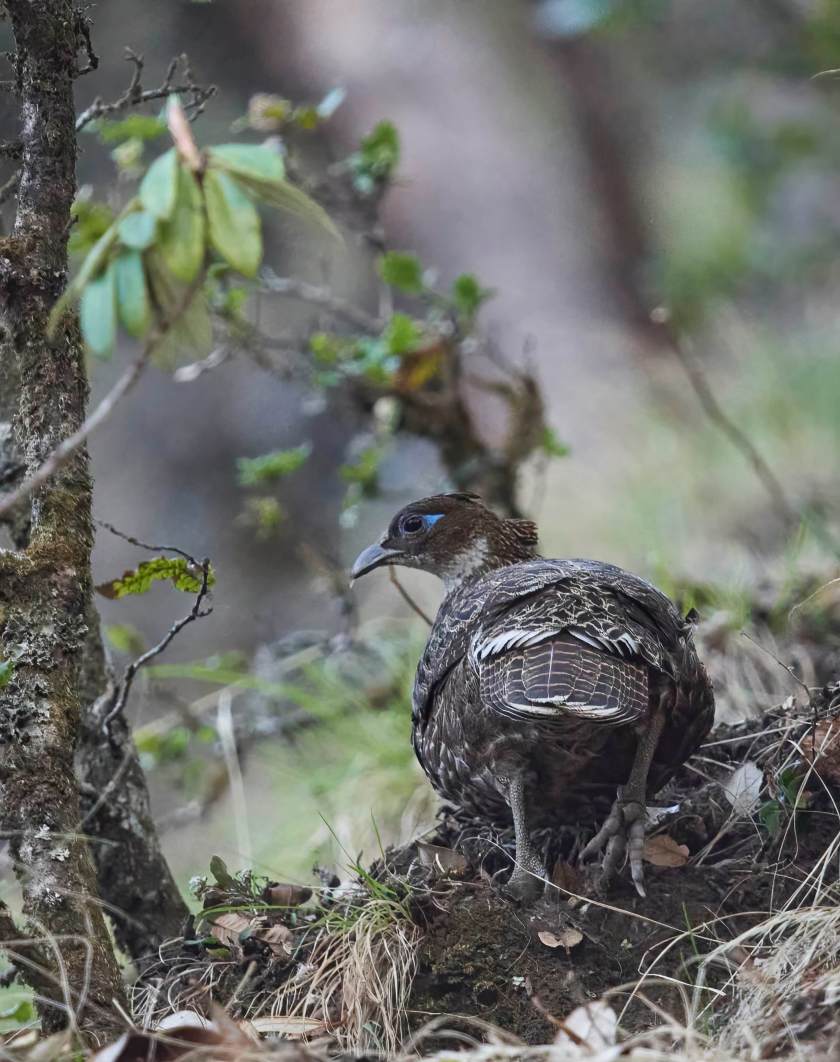 YOG_3510-DeNoiseAI-standard