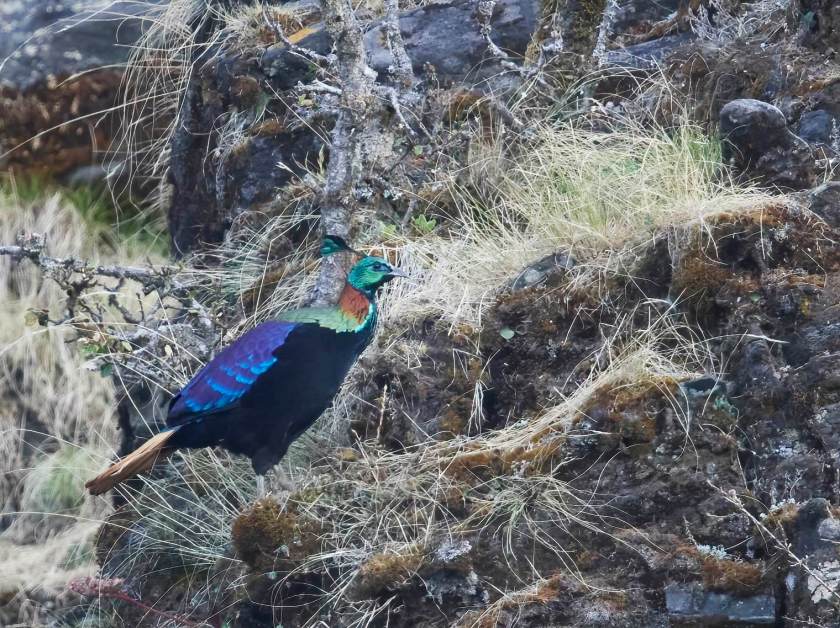 YOG_3519-DeNoiseAI-standard