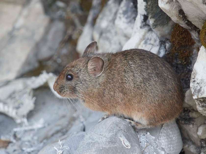 YOG_3526-DeNoiseAI-standard