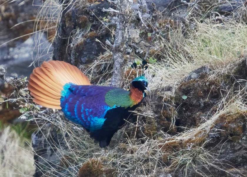 YOG_3542-DeNoiseAI-standard