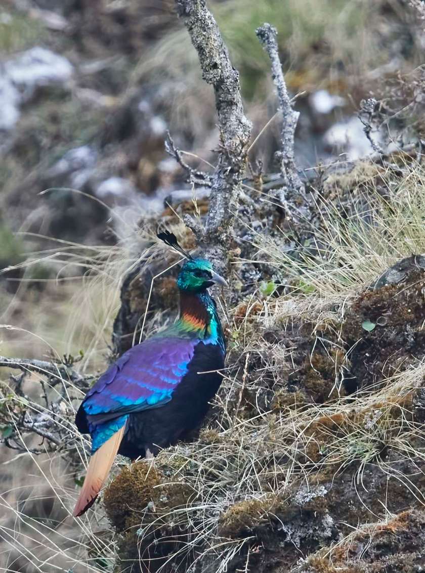 YOG_3562-DeNoiseAI-standard