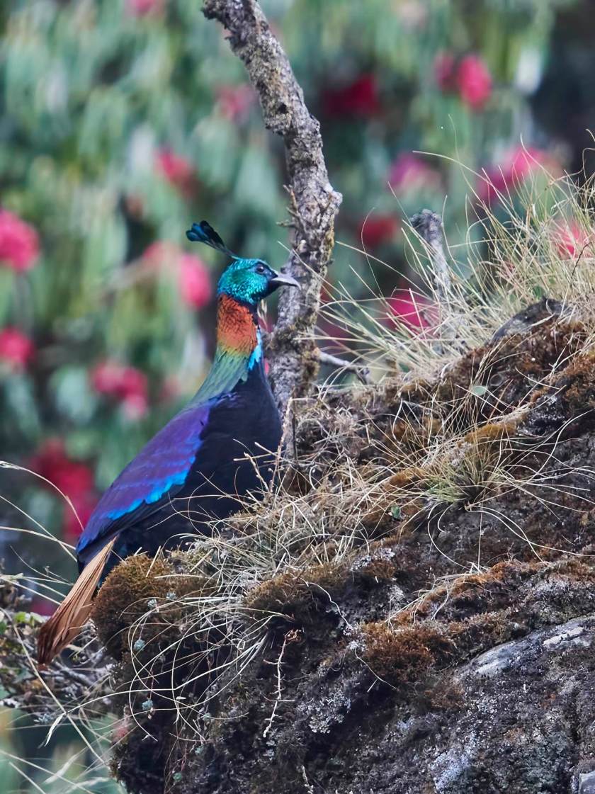 YOG_3564-DeNoiseAI-standard