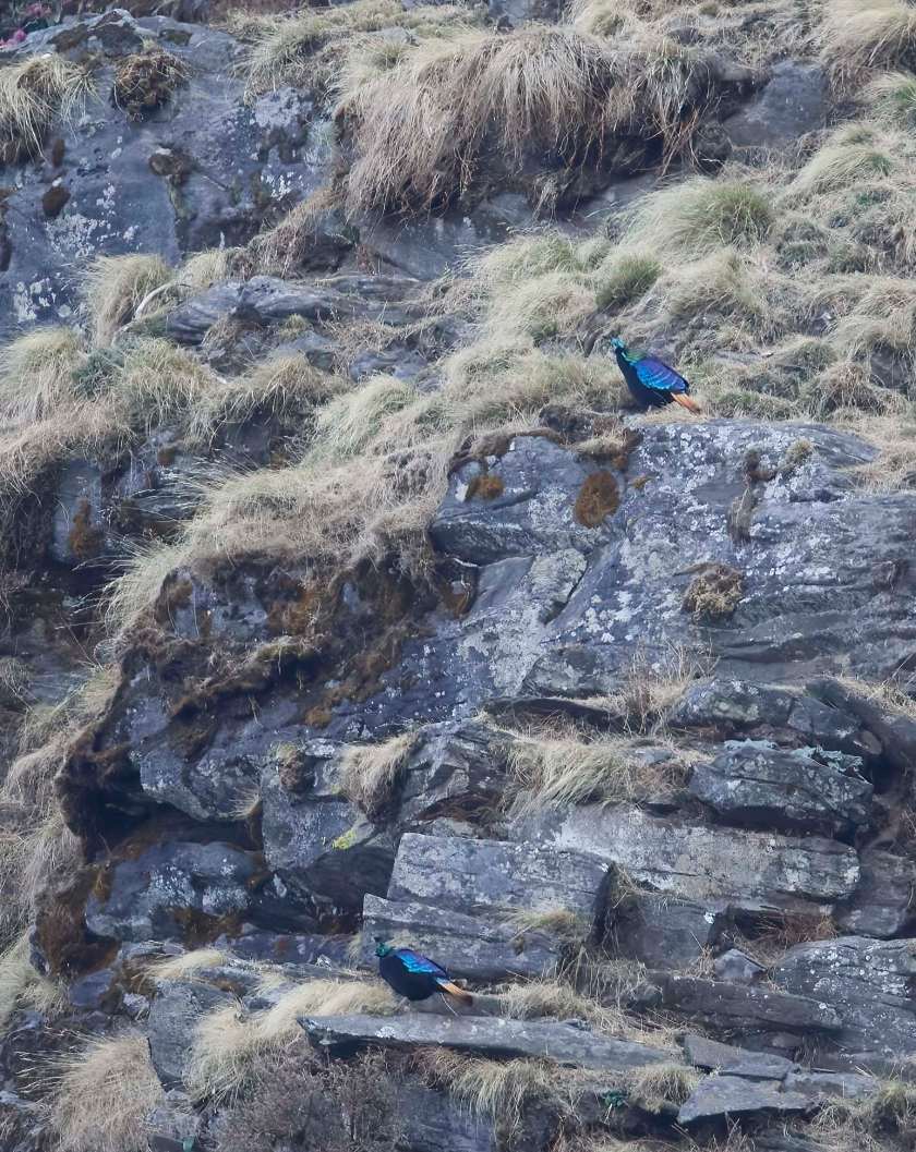 YOG_3573-DeNoiseAI-standard