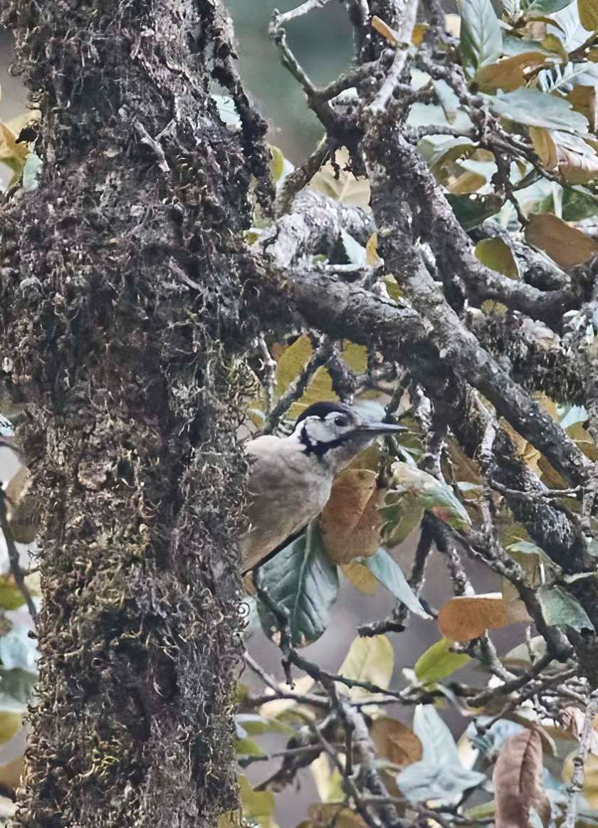 YOG_3594-DeNoiseAI-standard