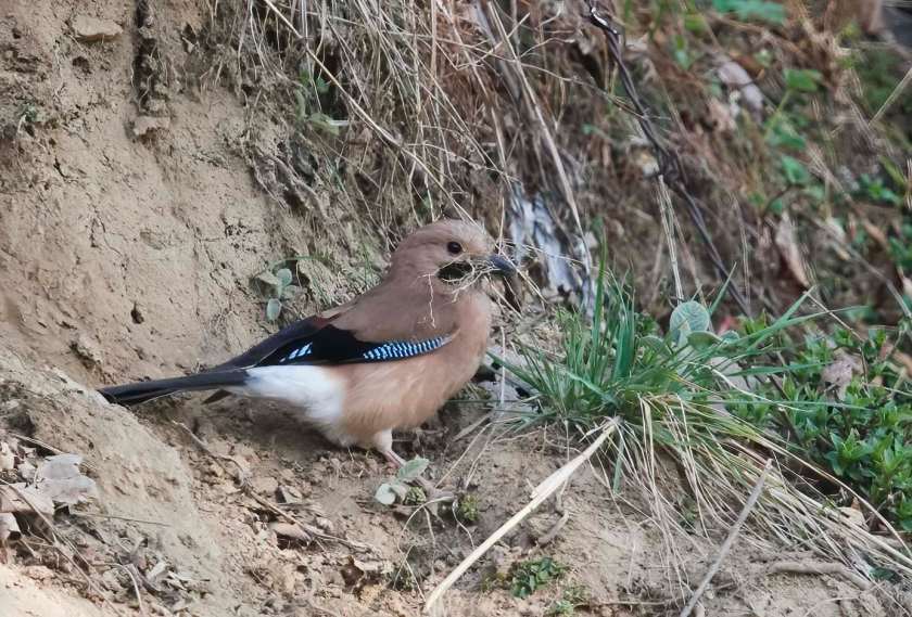 YOG_3601-DeNoiseAI-standard