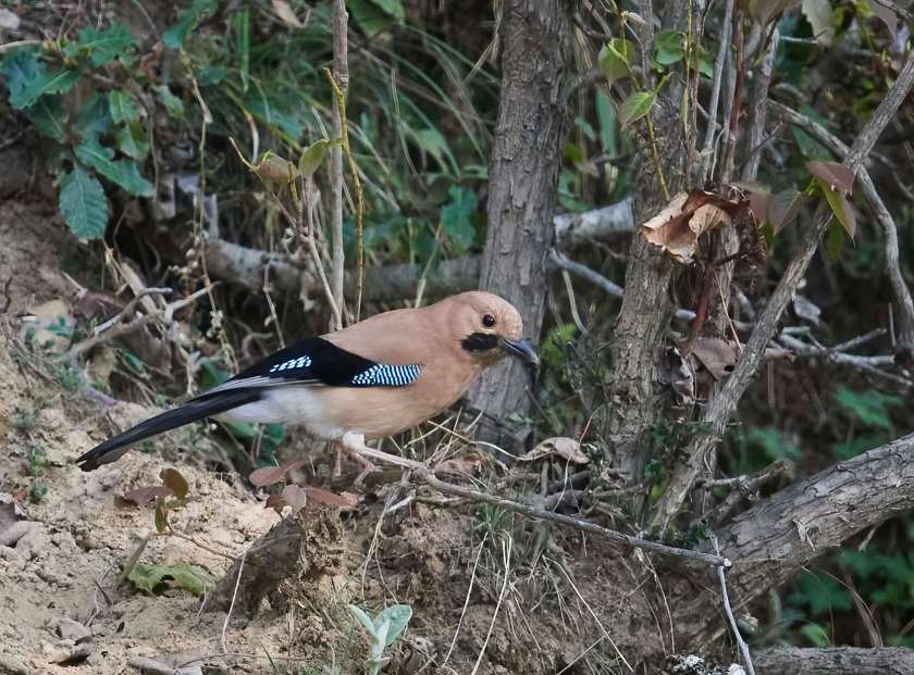 YOG_3619-DeNoiseAI-standard