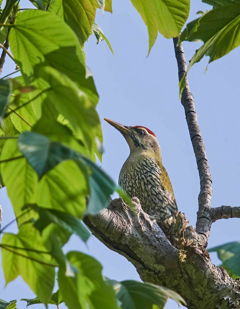 YOG_3653-DeNoiseAI-standard