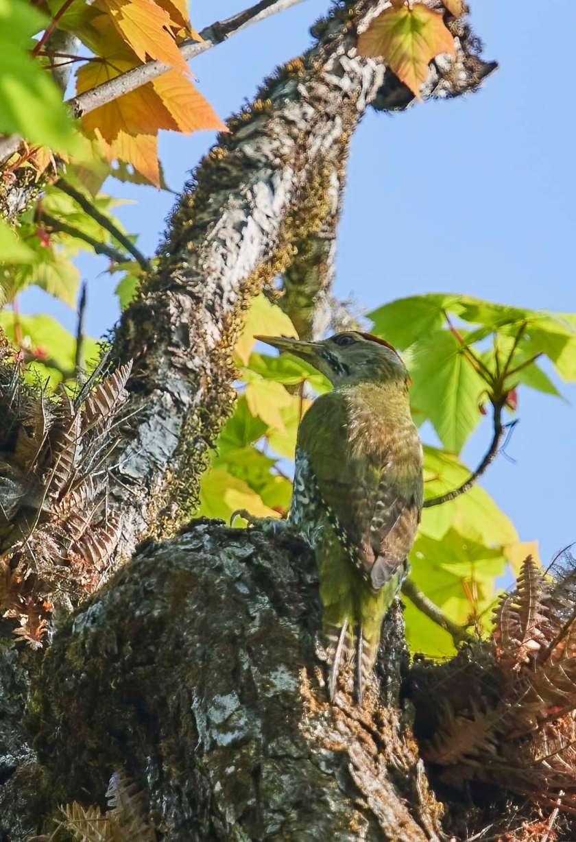 YOG_3660-DeNoiseAI-standard