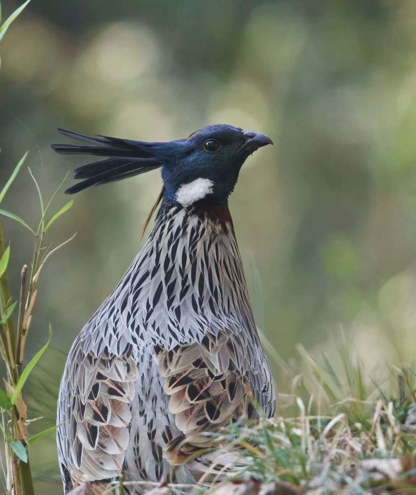 YOG_3677-DeNoiseAI-standard