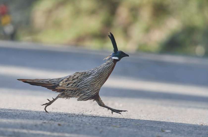 YOG_3701-DeNoiseAI-standard