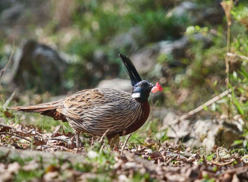 YOG_3709-DeNoiseAI-standard