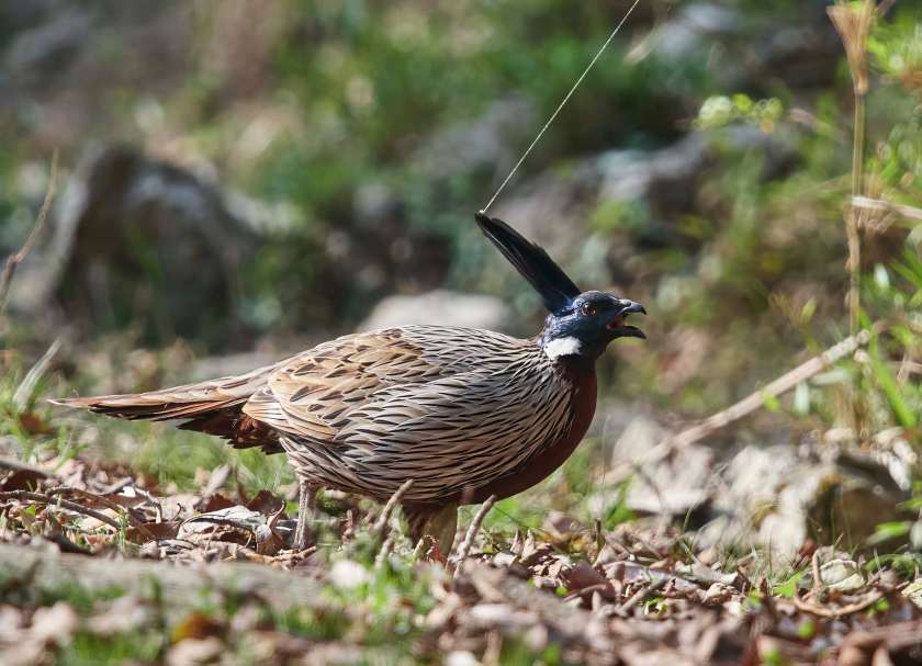 YOG_3712-DeNoiseAI-standard