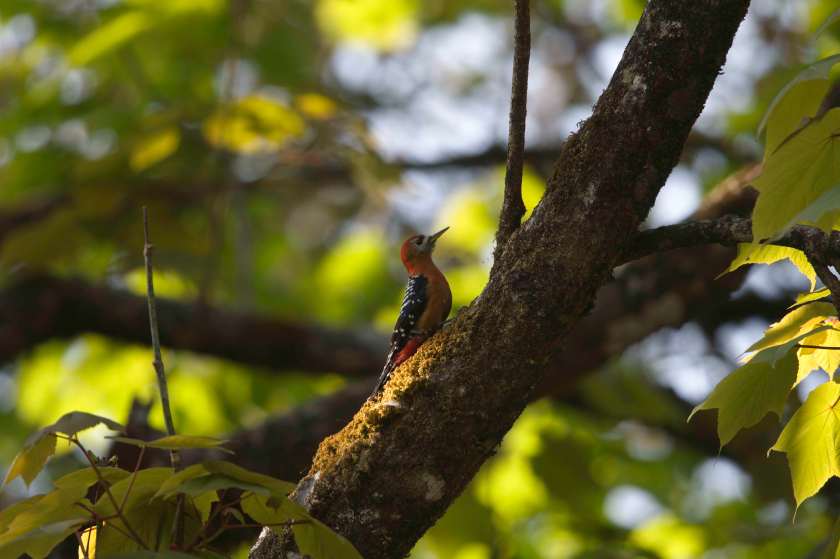 YOG_3741-DeNoiseAI-standard