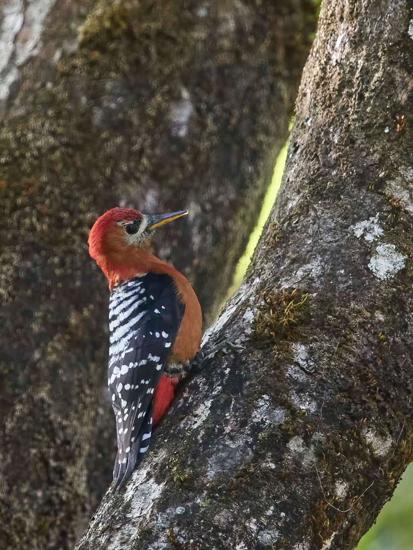 YOG_3772-DeNoiseAI-standard