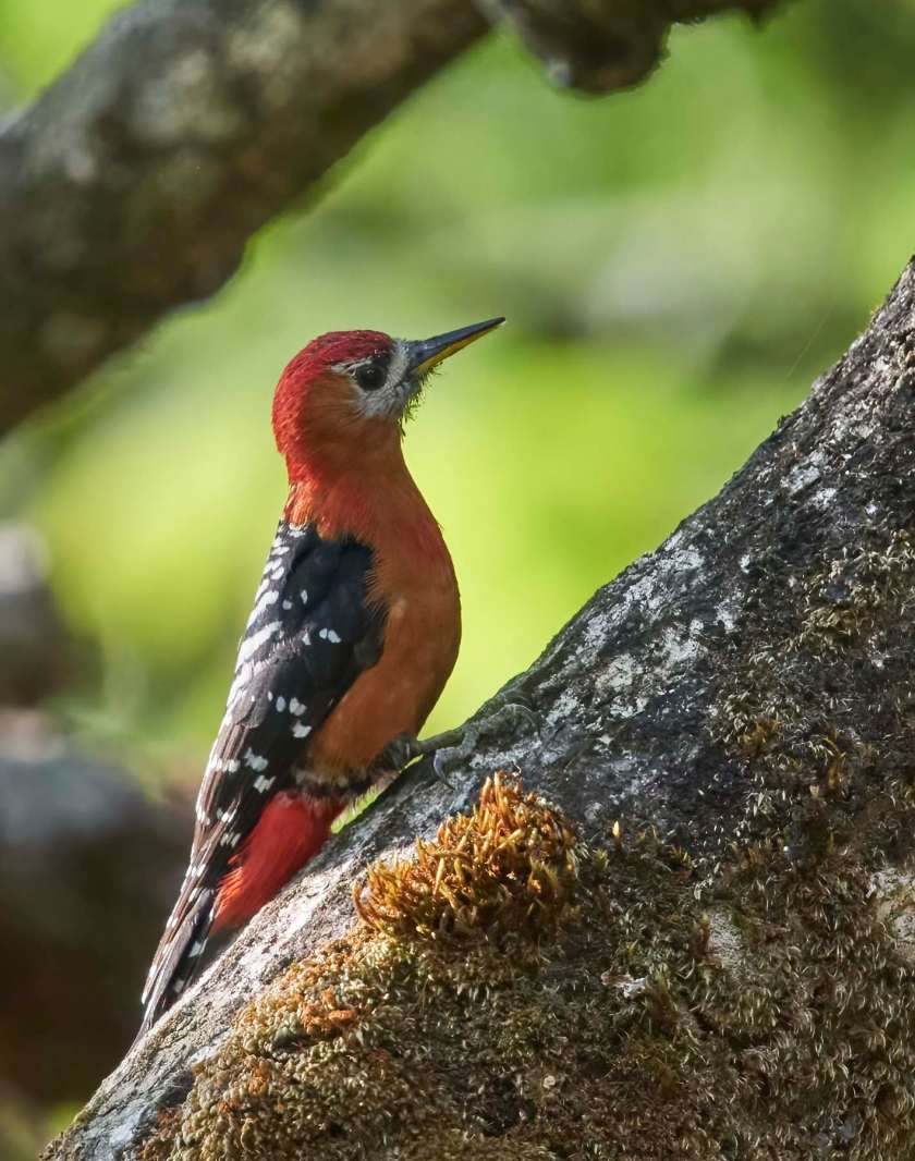 YOG_3779-DeNoiseAI-standard