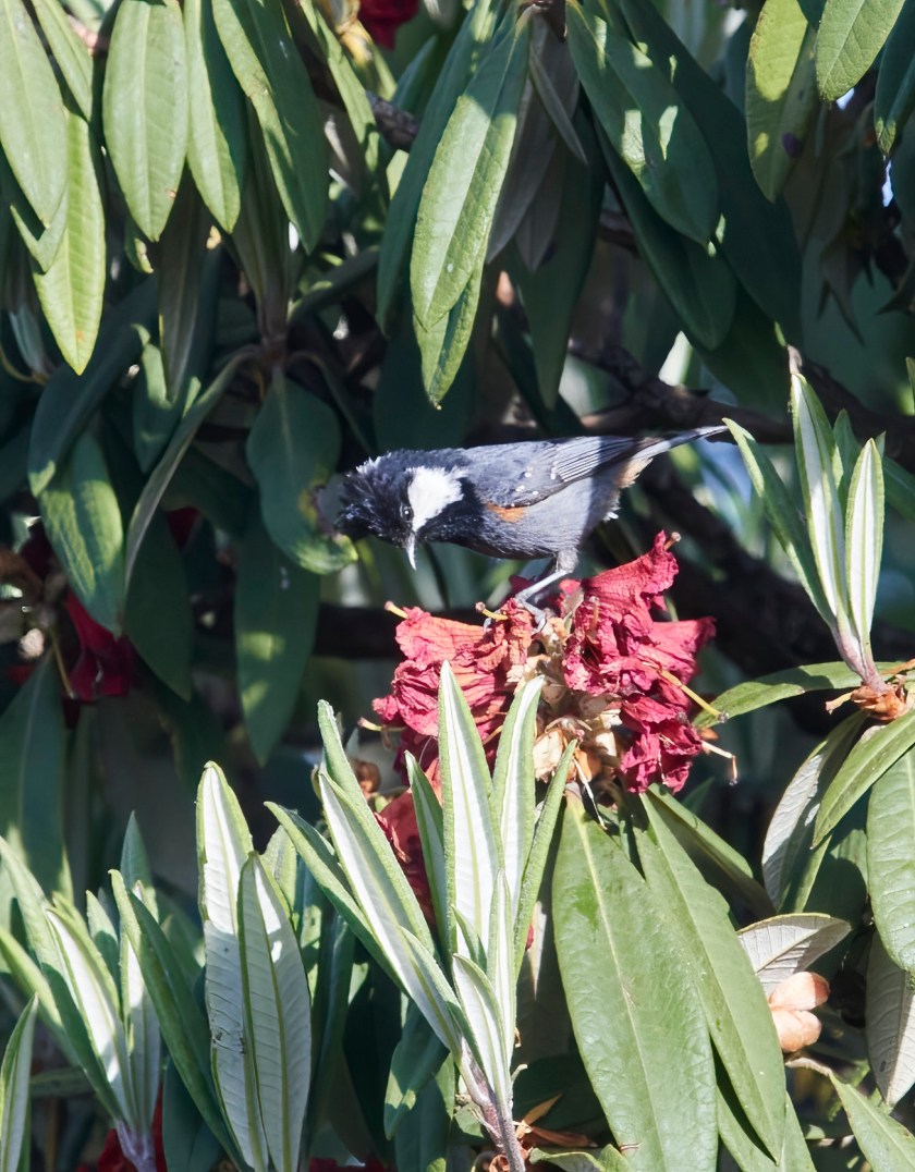 YOG_4541-DeNoiseAI-standard