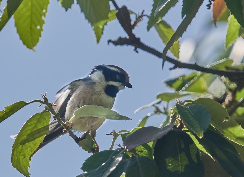 YOG_4553-DeNoiseAI-standard