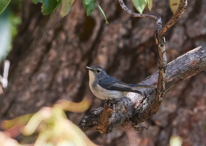 YOG_4554-DeNoiseAI-standard