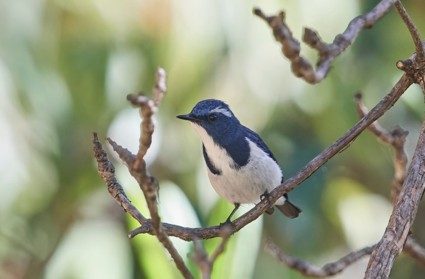 YOG_4576-DeNoiseAI-standard