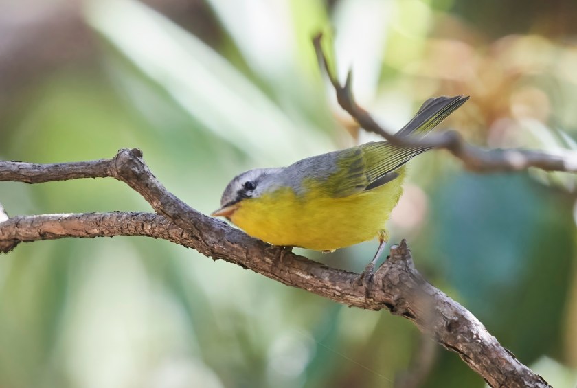 YOG_4595-DeNoiseAI-standard