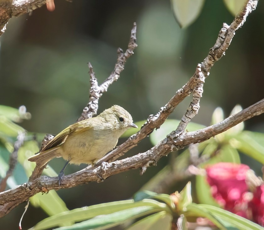 YOG_4601-DeNoiseAI-standard