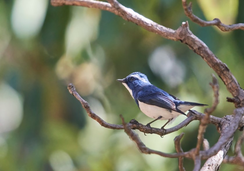 YOG_4631-DeNoiseAI-standard