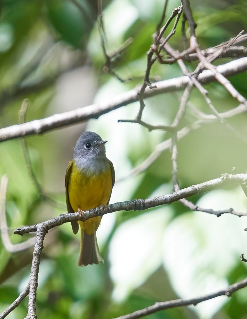 YOG_4639-DeNoiseAI-standard