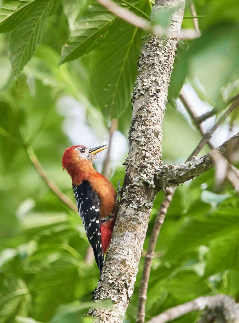 YOG_4660-DeNoiseAI-standard