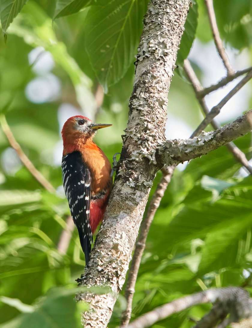 YOG_4667-DeNoiseAI-standard