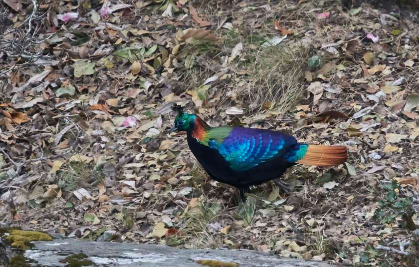 YOG_4683-DeNoiseAI-standard