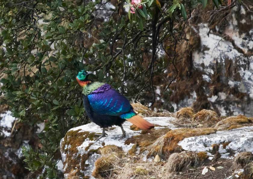 YOG_4694-DeNoiseAI-standard