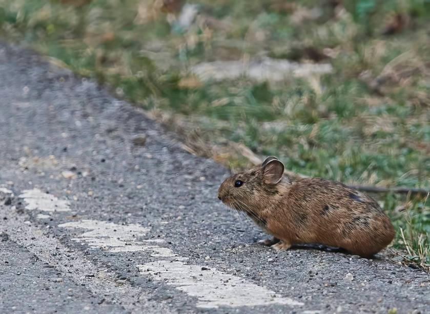 YOG_2025-DeNoiseAI-standard