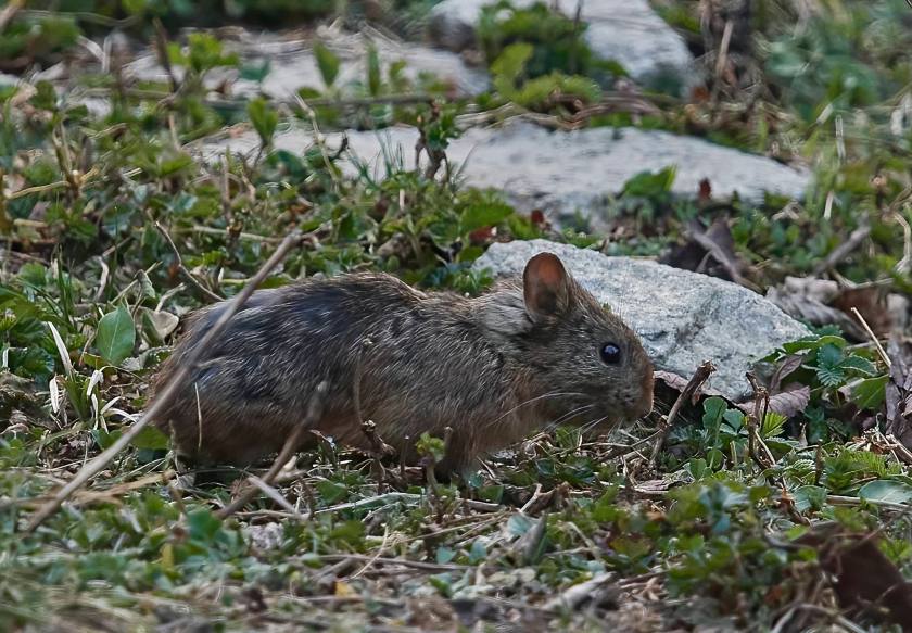 YOG_2038-DeNoiseAI-standard